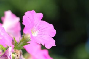 Petunia Flowers Pink Flower  - manseok_Kim / Pixabay